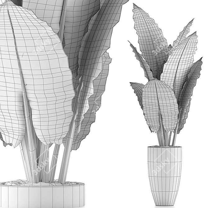 Exotic Jungle Treasures: Alocasia Plant Collection 3D model image 5