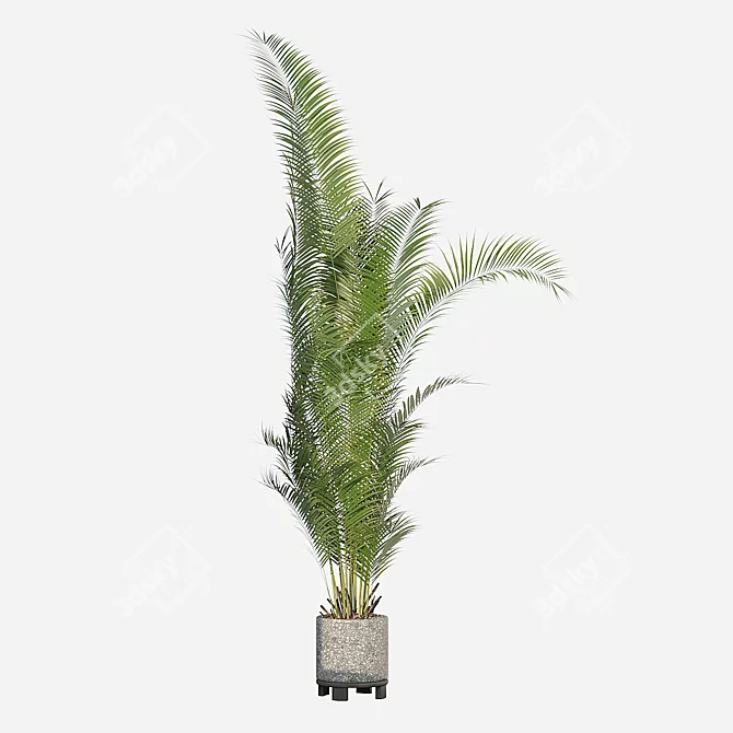 Tropical Paradise: Areca Palm Collection 3D model image 2