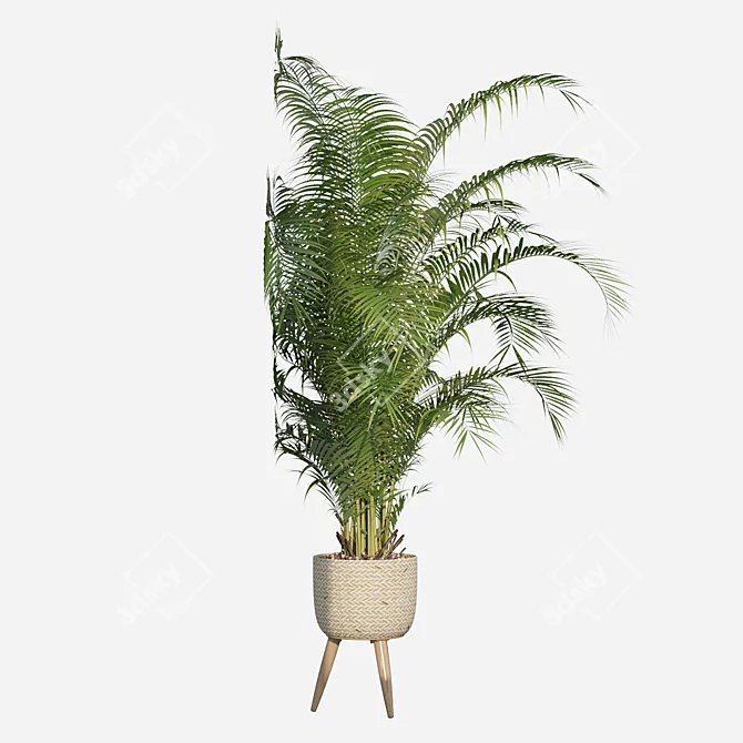 Tropical Paradise: Areca Palm Collection 3D model image 3