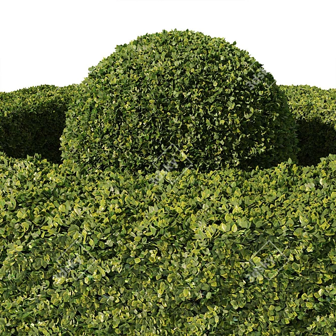 Evergreen Buxus Sempervirens Shrub 3D model image 3