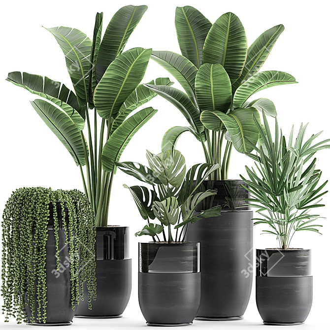 Exotic Plant Collection: Indoor and Outdoor Beauties 3D model image 1