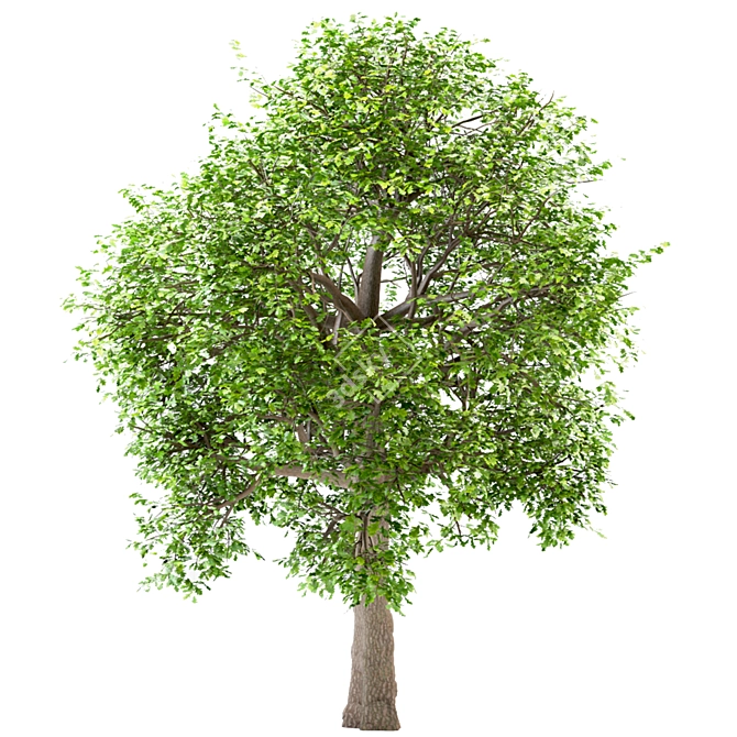 Premium White Oak Tree Set (4 Trees) 3D model image 2