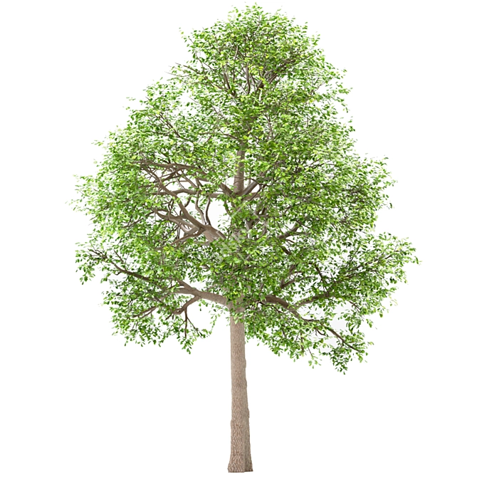 Premium White Oak Tree Set (4 Trees) 3D model image 4