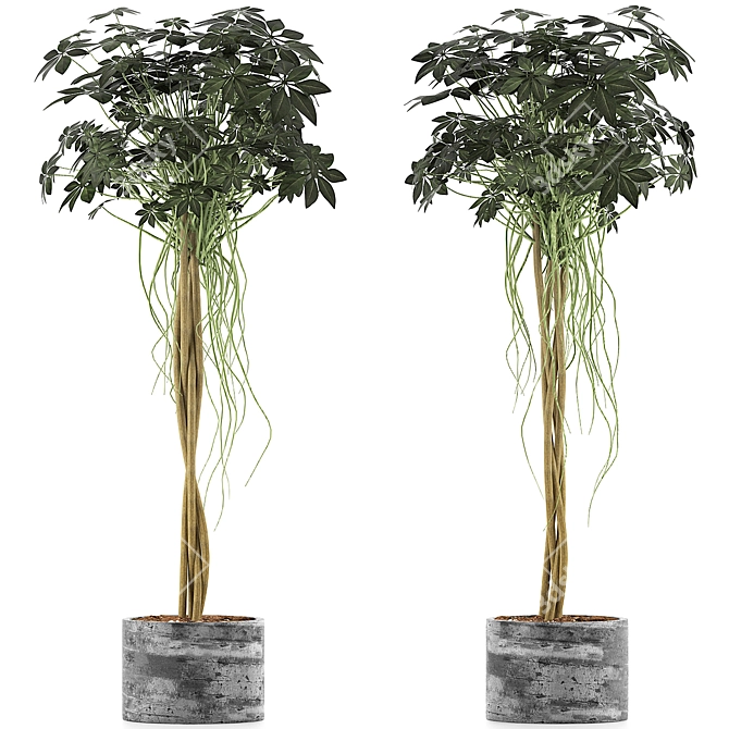 Modern Plant Collection: Schefflera Arboricola 3D model image 1