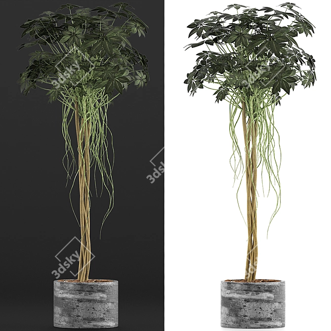 Modern Plant Collection: Schefflera Arboricola 3D model image 2