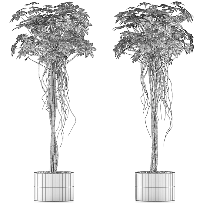 Modern Plant Collection: Schefflera Arboricola 3D model image 4