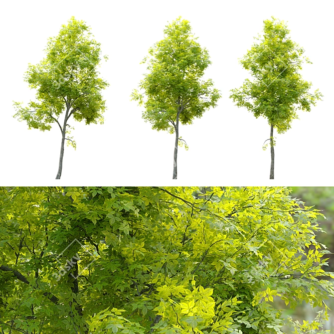 Pignut Hickory Tree (Carya Glabra) 3D model image 2