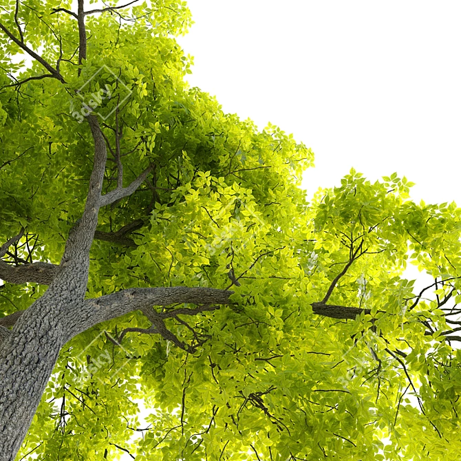 Pignut Hickory Tree (Carya Glabra) 3D model image 3