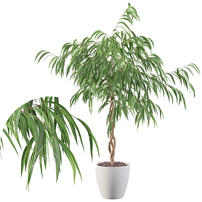 Ficus Ali: Stunning 3D Plant 3D model image 1