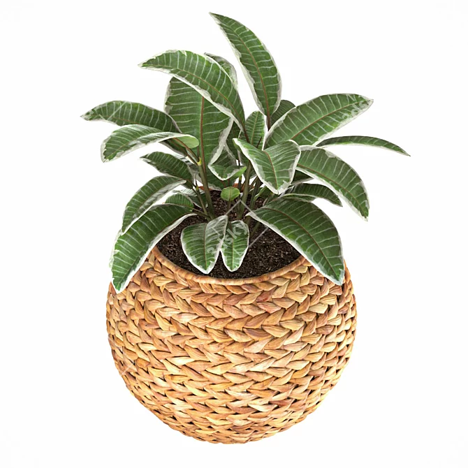 Natural Ficus in Wicker Basket 3D model image 2