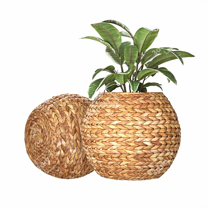 Natural Ficus in Wicker Basket 3D model image 3