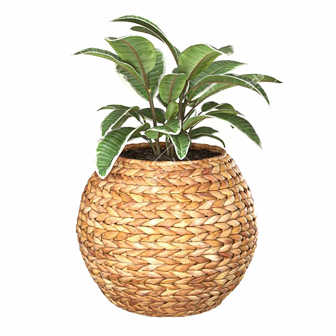 Natural Ficus in Wicker Basket 3D model image 4