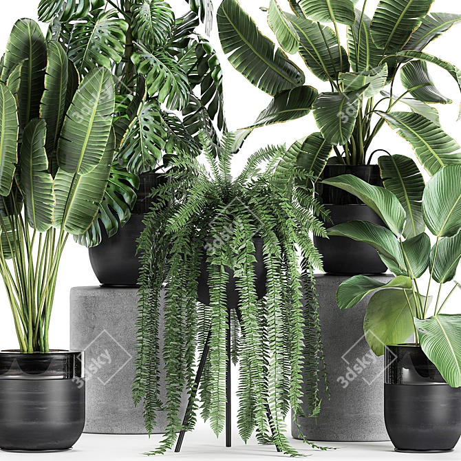Exotic Plant Collection: Banana Palm, Ravenala, Calathea Lutea 3D model image 2