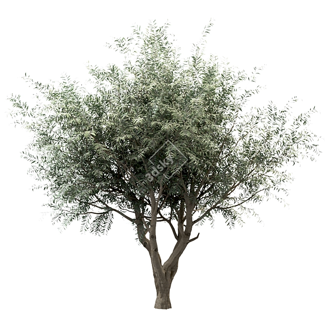 Mediterranean Glory: 3 Olive Trees 3D model image 5