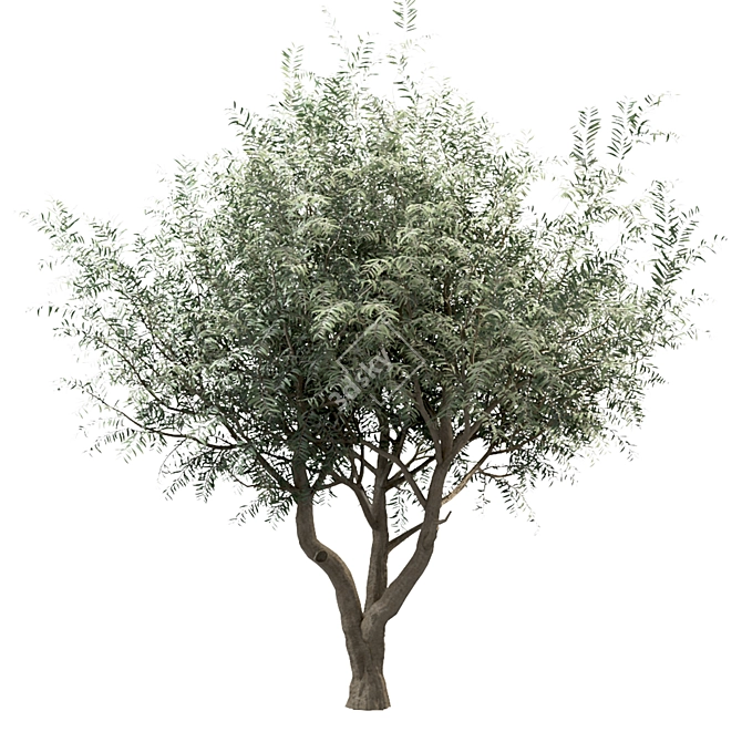 Mediterranean Glory: 3 Olive Trees 3D model image 1