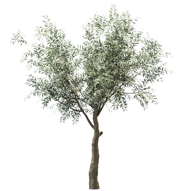 Mediterranean Glory: 3 Olive Trees 3D model image 2