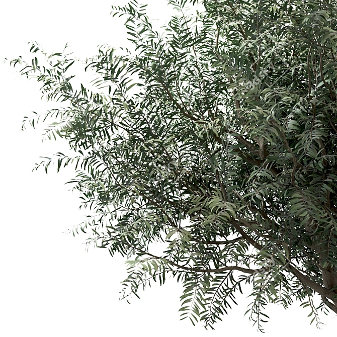 Mediterranean Glory: 3 Olive Trees 3D model image 3