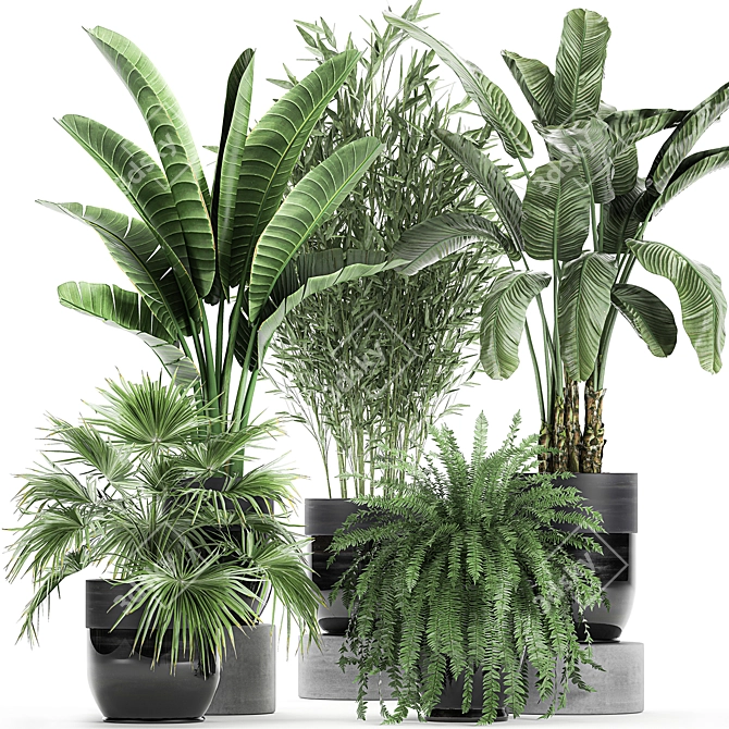 Exotic Plant Collection: Banana Palm, Cigar Plant, Strelitzia 3D model image 1