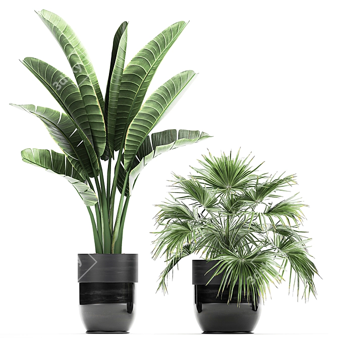 Exotic Plant Collection: Banana Palm, Cigar Plant, Strelitzia 3D model image 3