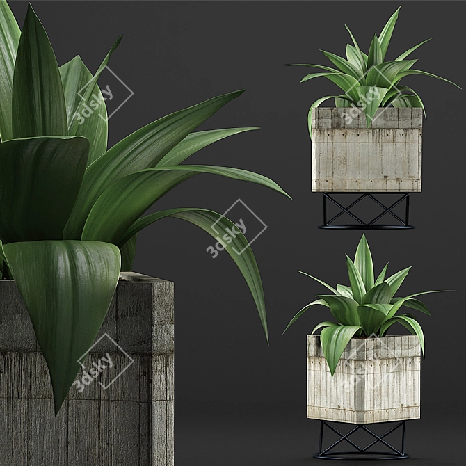 Agave Collection: Clean Geometry, Detailed Texture 3D model image 2