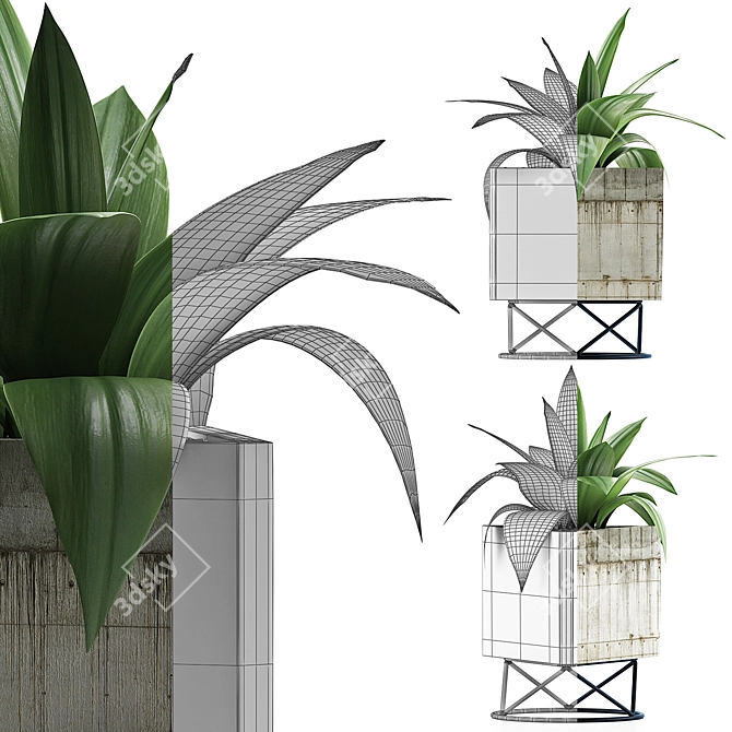 Agave Collection: Clean Geometry, Detailed Texture 3D model image 4