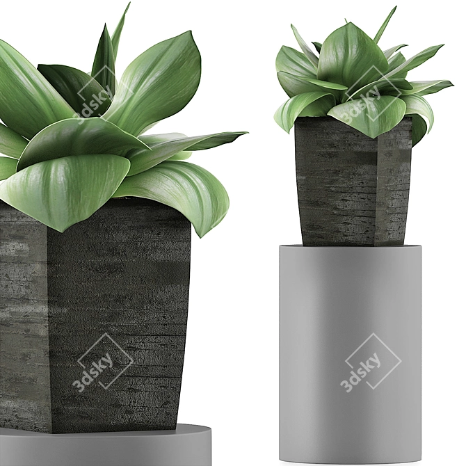 96 Agave Plant Collection: Clean Geometry, Perfect for Detail 3D model image 1