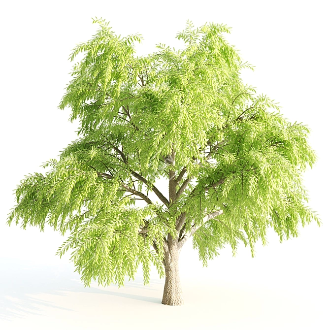 3 Tree Set: Willow Matsudana, Eucalyptus, Acacia 3D model image 1