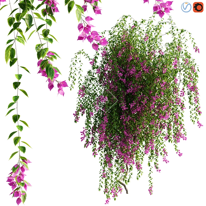 Tropical Bougainvillea Plant - 3D Model 3D model image 1