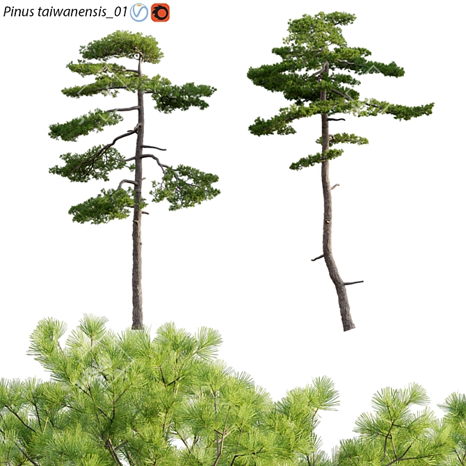 Taiwan Red Pine 3D Models 3D model image 1