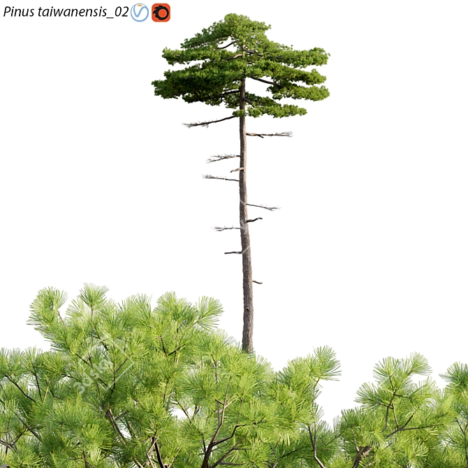 Taiwan Red Pine | 3D Models & Textures 3D model image 1