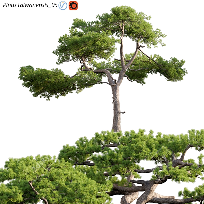 Taiwan Red Pine | 3D Model Archive 3D model image 1