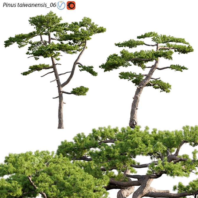 Taiwan Red Pine 3D Models 3D model image 1