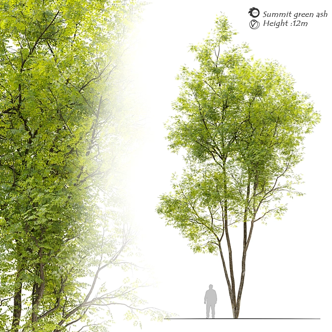 Fraxinus pennsylvanica Summit: Stunning Green Ash 3D model image 1