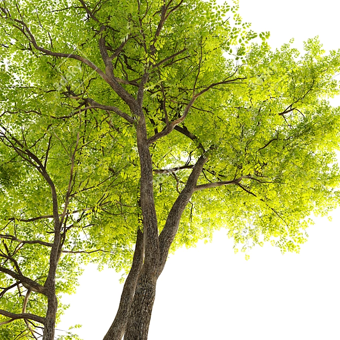 Fraxinus pennsylvanica Summit: Stunning Green Ash 3D model image 2