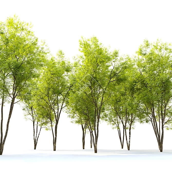 Fraxinus pennsylvanica Summit: Stunning Green Ash 3D model image 4