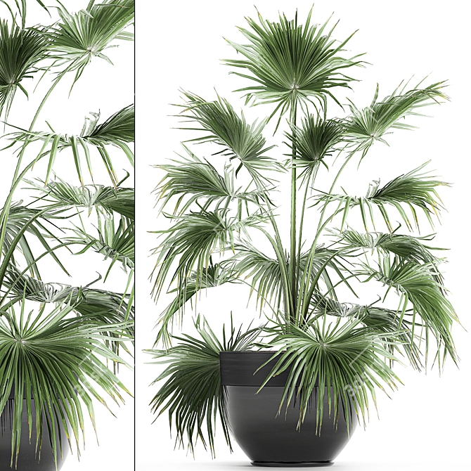 Tropical Plant Collection in Black Pots 3D model image 1