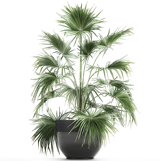 Tropical Plant Collection in Black Pots 3D model image 2