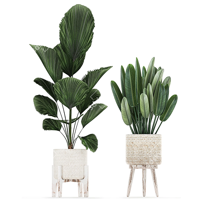 Tropical Plant Paradise: Indoor & Outdoor Plant Collection 3D model image 2