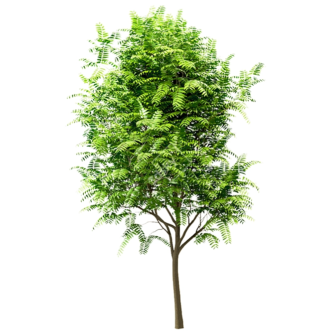 Ailanthus Altissima Set: 4 Trees 3D model image 1