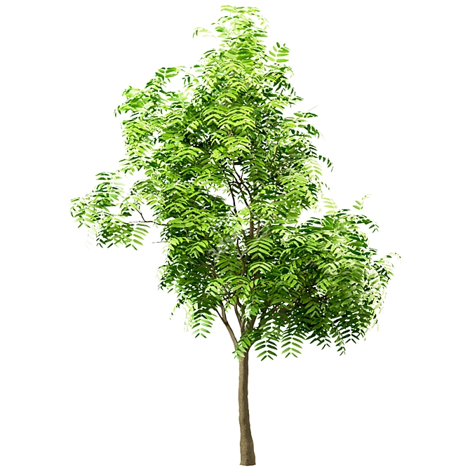 Ailanthus Altissima Set: 4 Trees 3D model image 2