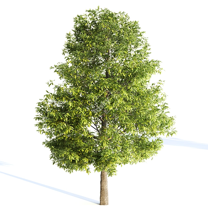 Versatile Collection of 16 Vray Trees 3D model image 2