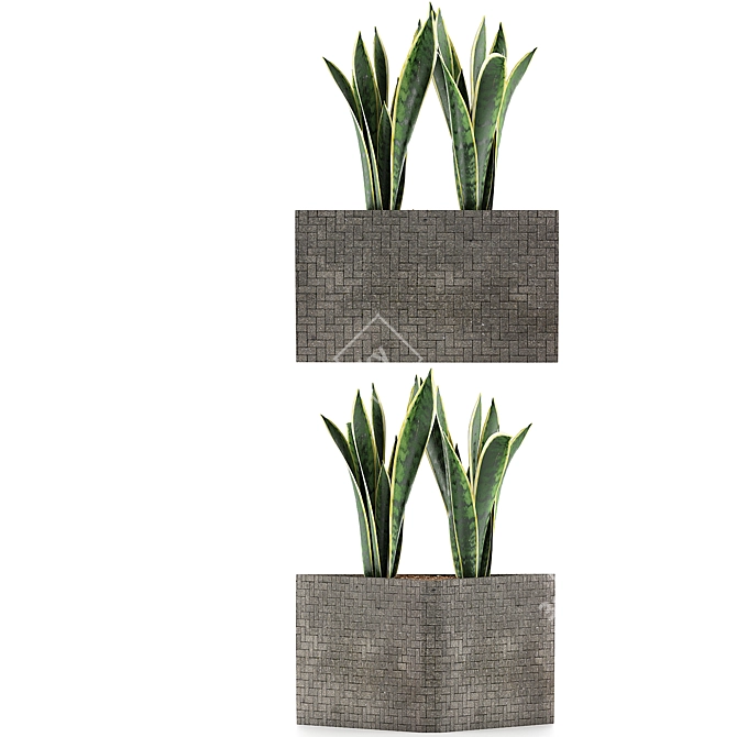 Modern Agave Plant Collection 3D model image 2