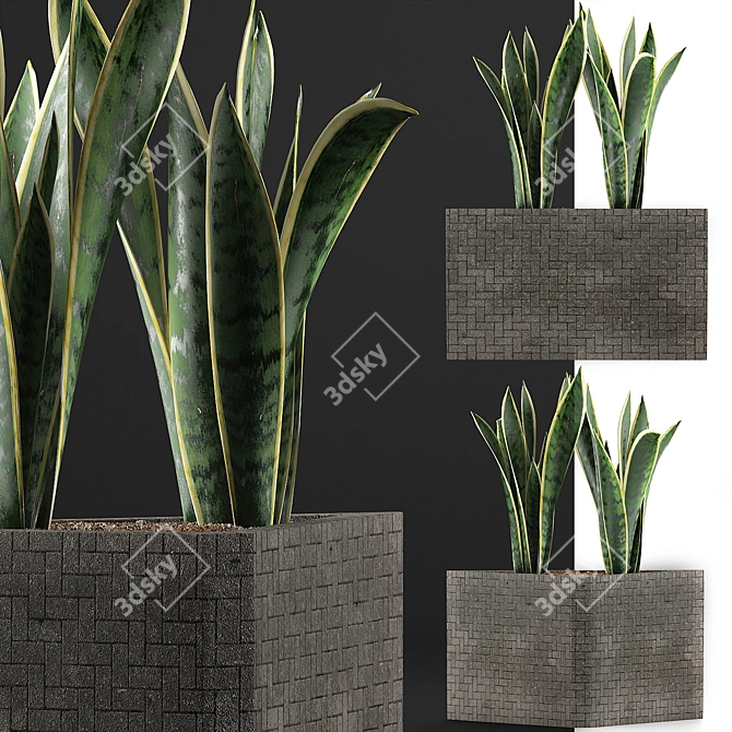 Modern Agave Plant Collection 3D model image 3