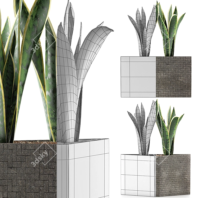 Modern Agave Plant Collection 3D model image 4