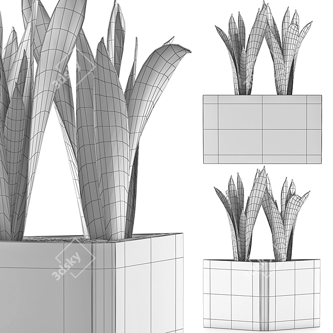 Modern Agave Plant Collection 3D model image 5