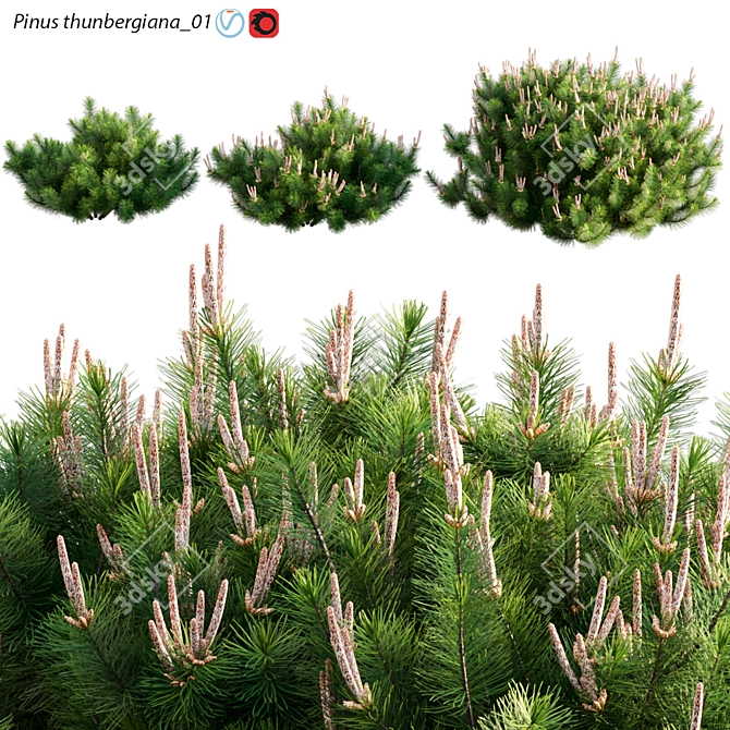 Japanese Black Pine 3D Archive 3D model image 1