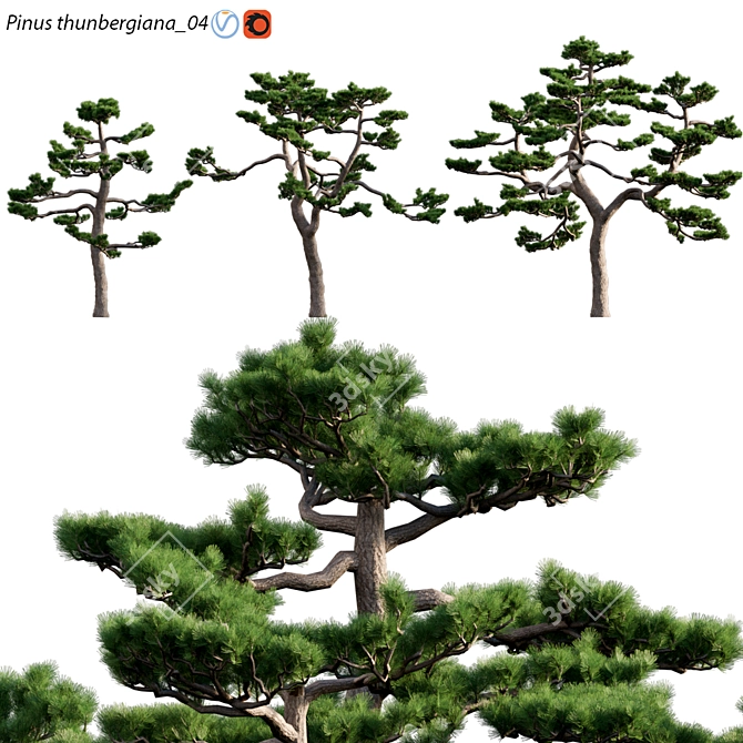 Japanese Black Pine | 3D Models | Max, FBX, OBJ | Textures 3D model image 1