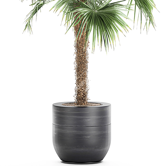 Exotic Palm Collection: Livistona, Coccothrinax, Thrinax 3D model image 4