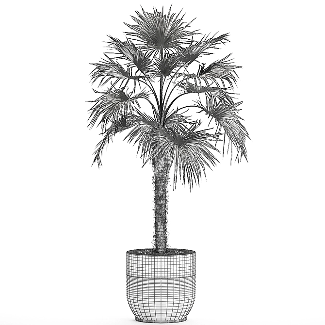 Exotic Palm Collection: Livistona, Coccothrinax, Thrinax 3D model image 5