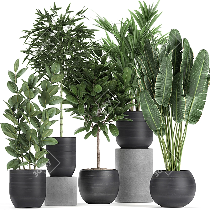 Exotic Plant Collection in Black Pots 3D model image 1